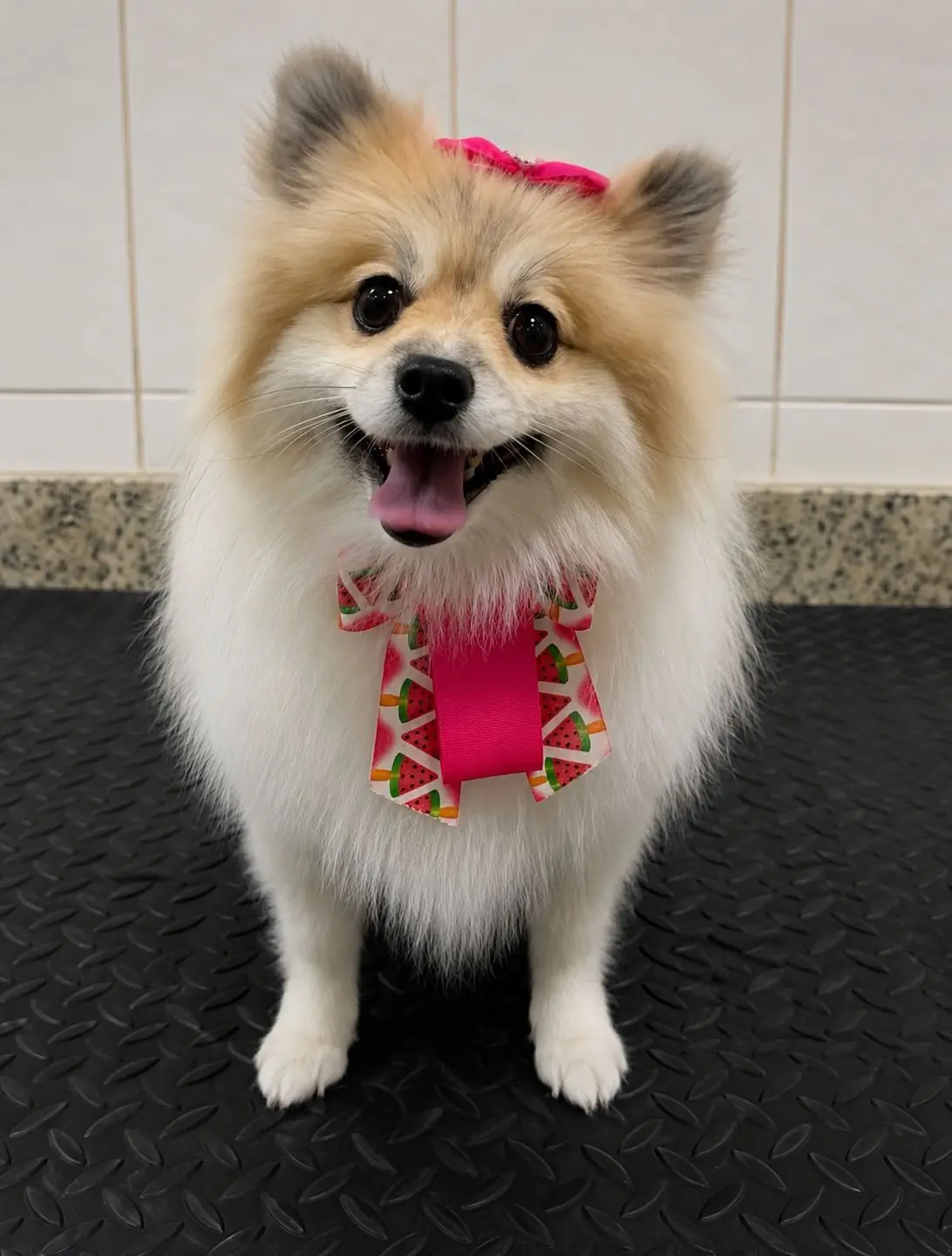 Consultas Veterinárias